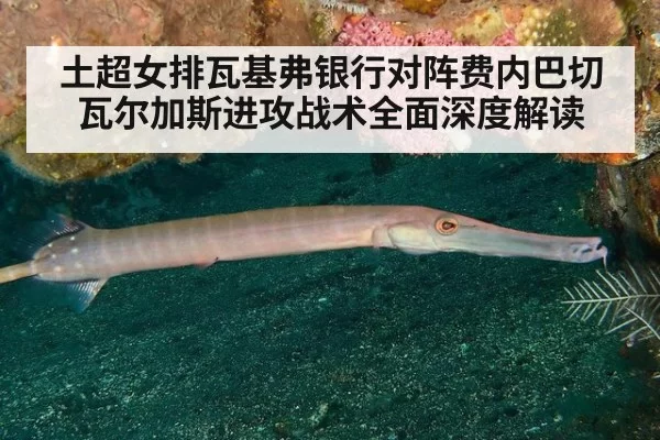 土超女排瓦基弗银行对阵费内巴切瓦尔加斯进攻战术全面深度解读